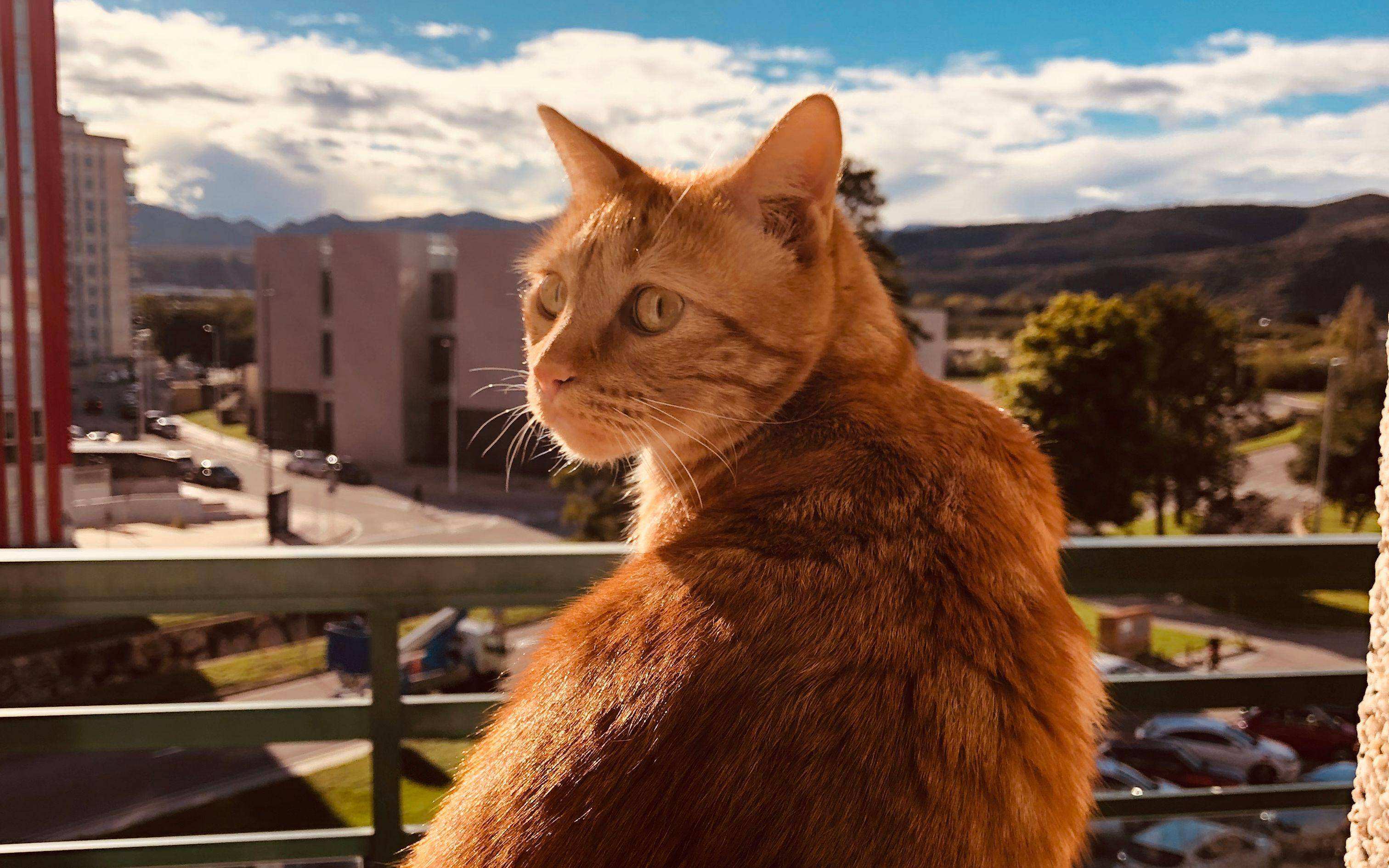 脾气比较暴躁的几种猫新手不要养,猫咪最怕的几种猫