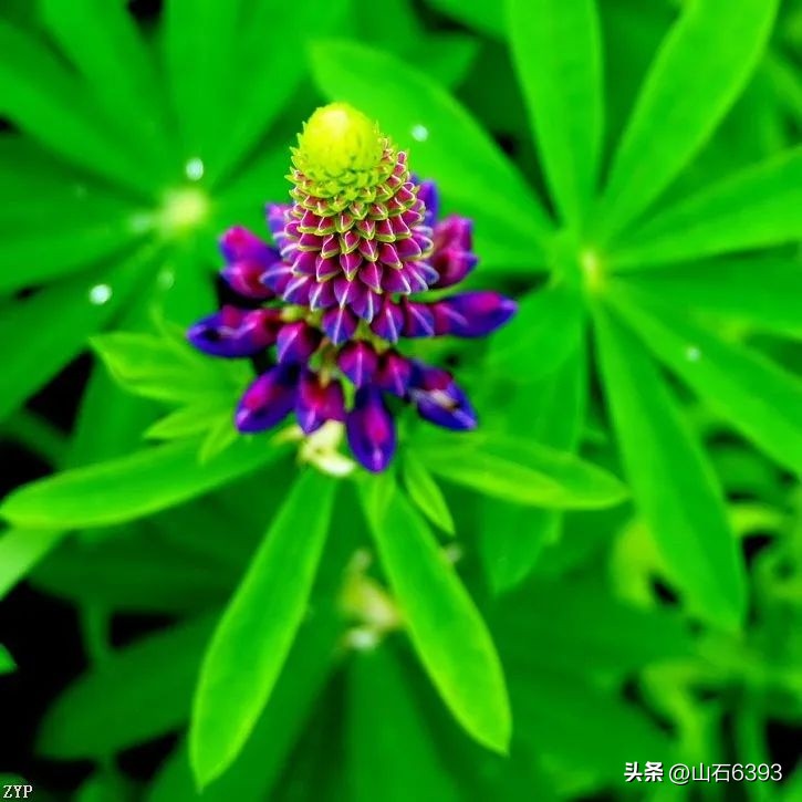 【战友美文】郭福成（天王福哥）：《相遇在春天》（诗）