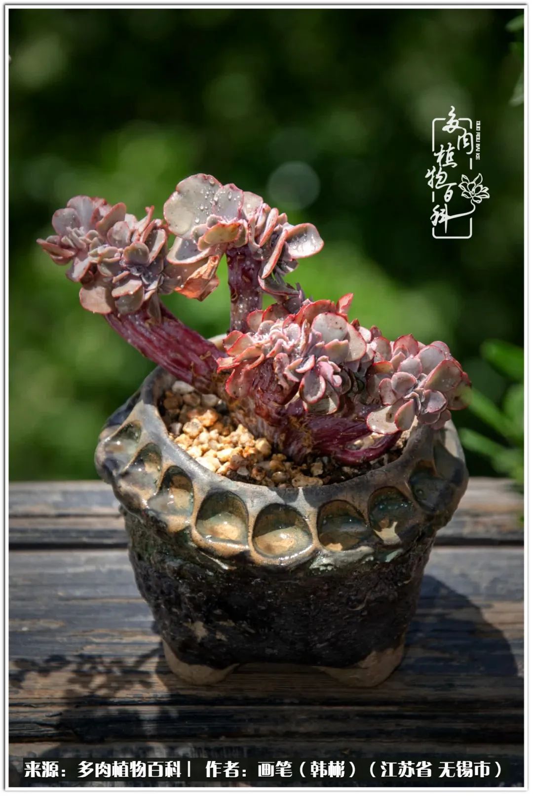 月满西楼别有一番滋味在心头,绿肥红瘦