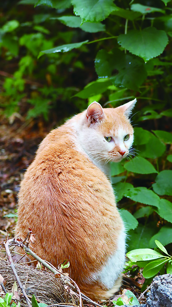 湖南工大的“HUT喵世界”火爆网络这是个啥东东？