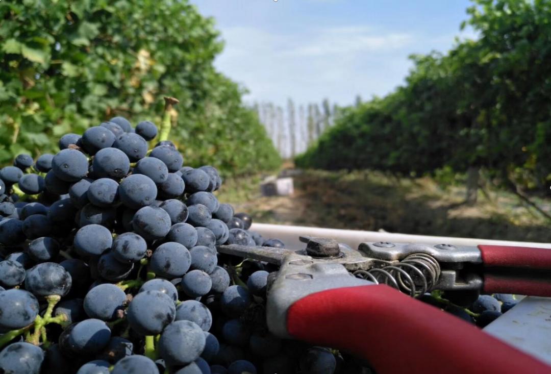 蛇龙珠烟台张裕卡斯特酒庄,张裕卡斯特酒庄蛇龙珠干红葡萄酒