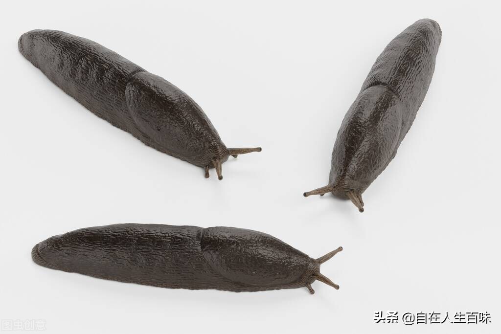 农村常见的虫子各叫什么名字,夏天家里最常见的虫子