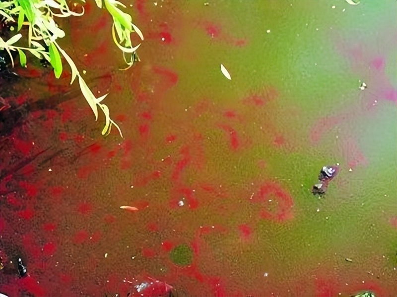 一晚赚上万元臭水沟里的红虫,臭水沟里的红虫一斤多少钱