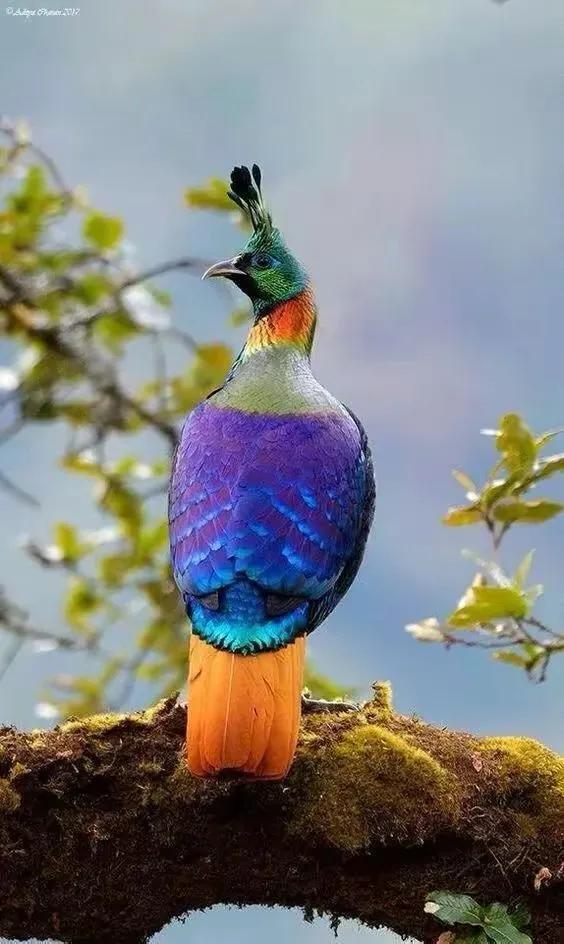 奇怪的小鸟视频,稀奇古怪的鸟