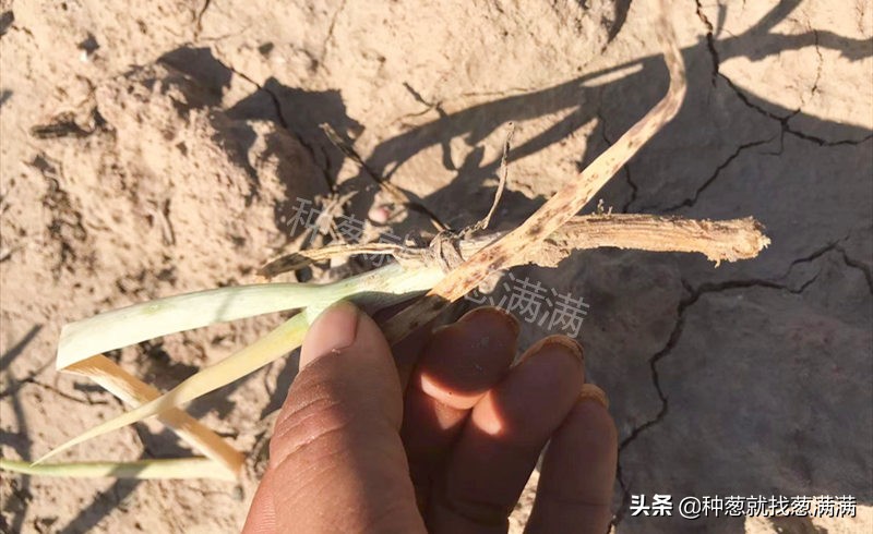 大葱根腐病症状图片,大葱根腐病的防治方法