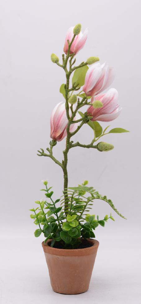 玉兰花的寓意和象征风水禁忌,玉兰花的寓意和象征意义