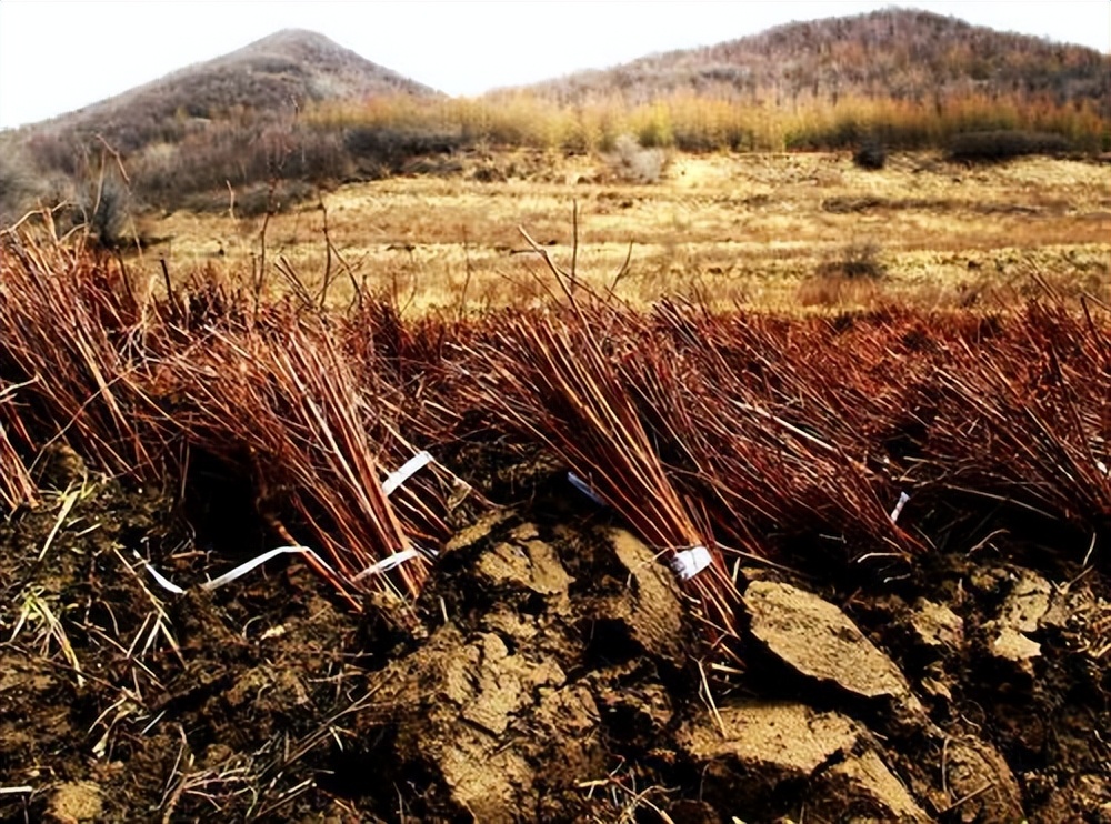 农村荒山养殖种植什么最有前景,农村荒山种植技术大全