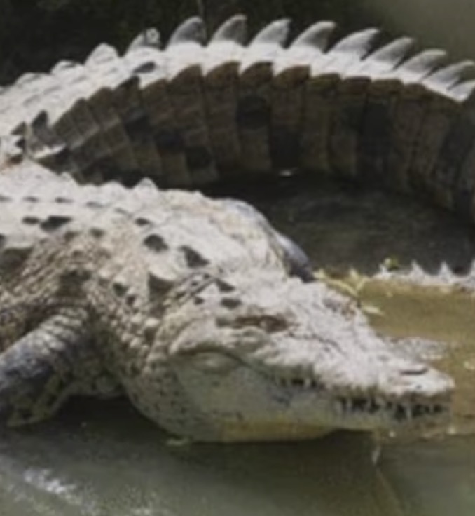 科学家记录鳄鱼首次孤雌生殖,美国雌性鳄鱼
