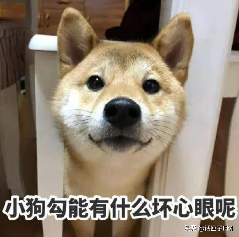 宠物走丢了有救助办法吗,宠物在宠物店走丢怎么办