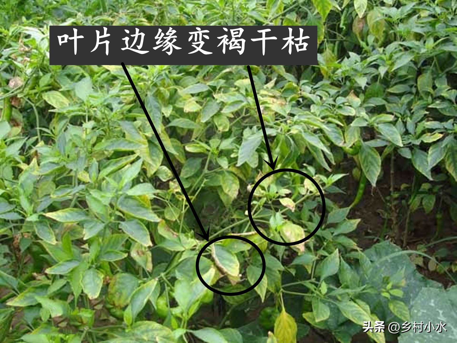 辣椒缺什么素易黄叶掉叶,辣椒缺镁黄叶怎么办