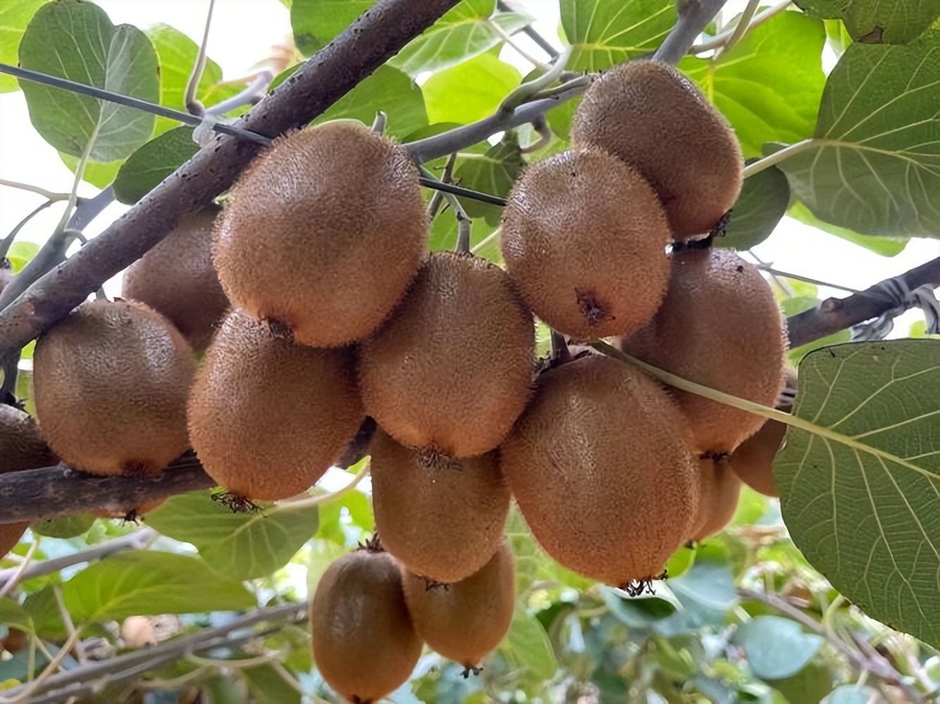 猕猴桃是奇异果吗有什么区别,猕猴桃叫奇异果