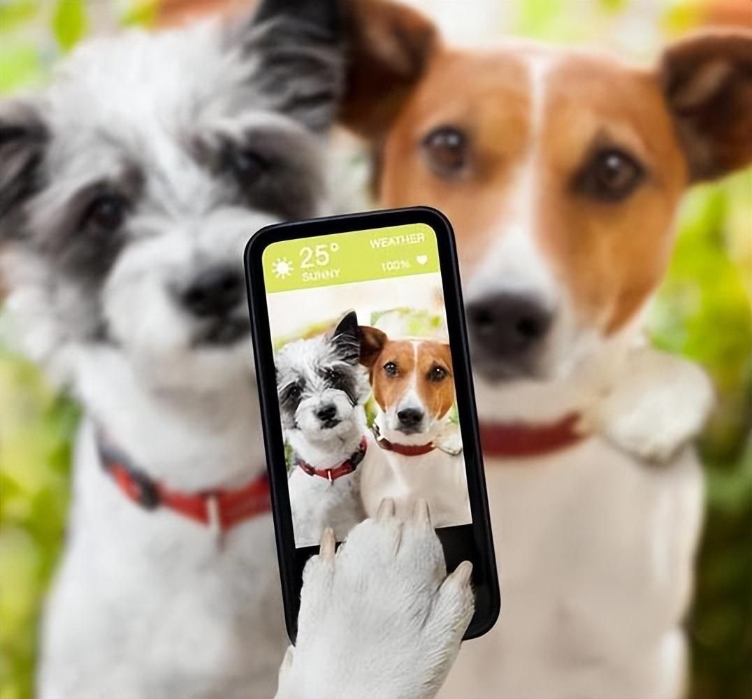 养狗后你可能会发现这些神奇现象,养狗后我发现了这15个神奇现象