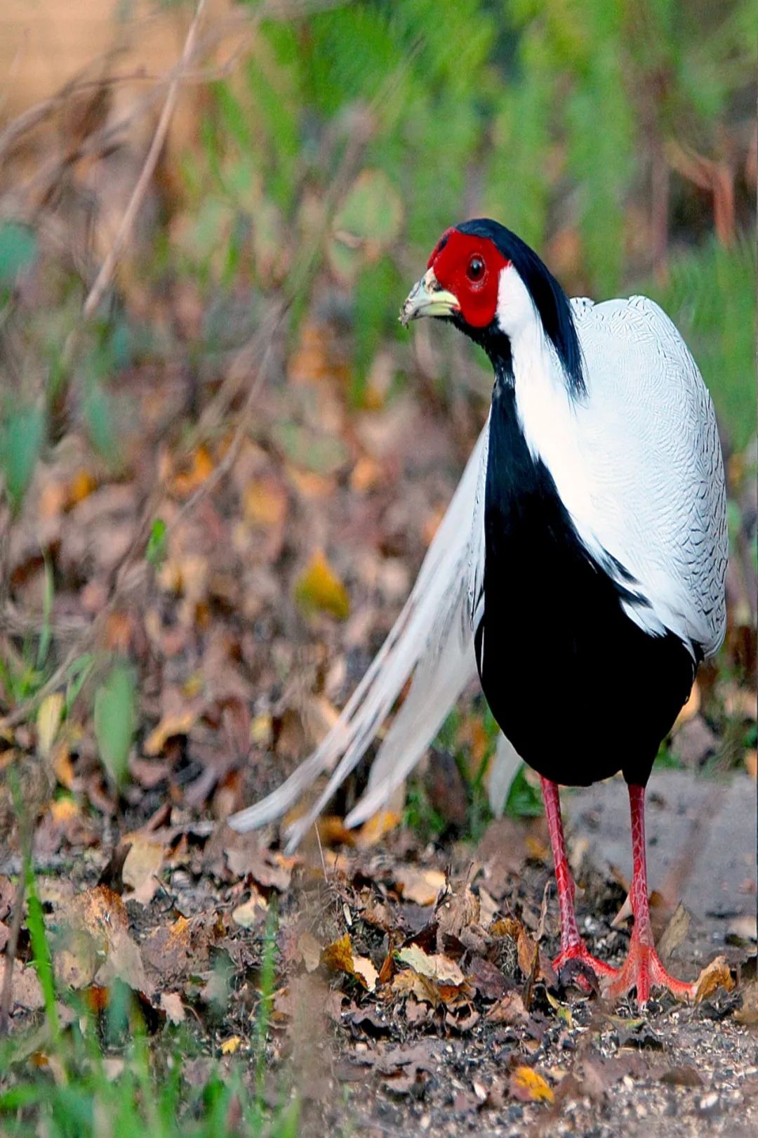 到咸宁看国宝过大年,离家45年的国宝回湖北咸宁过年