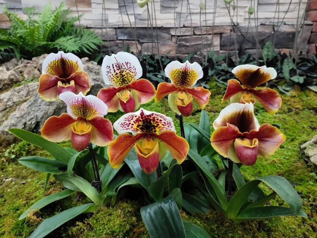 顶级名品兰花欣赏,国际兰展特金奖兰花