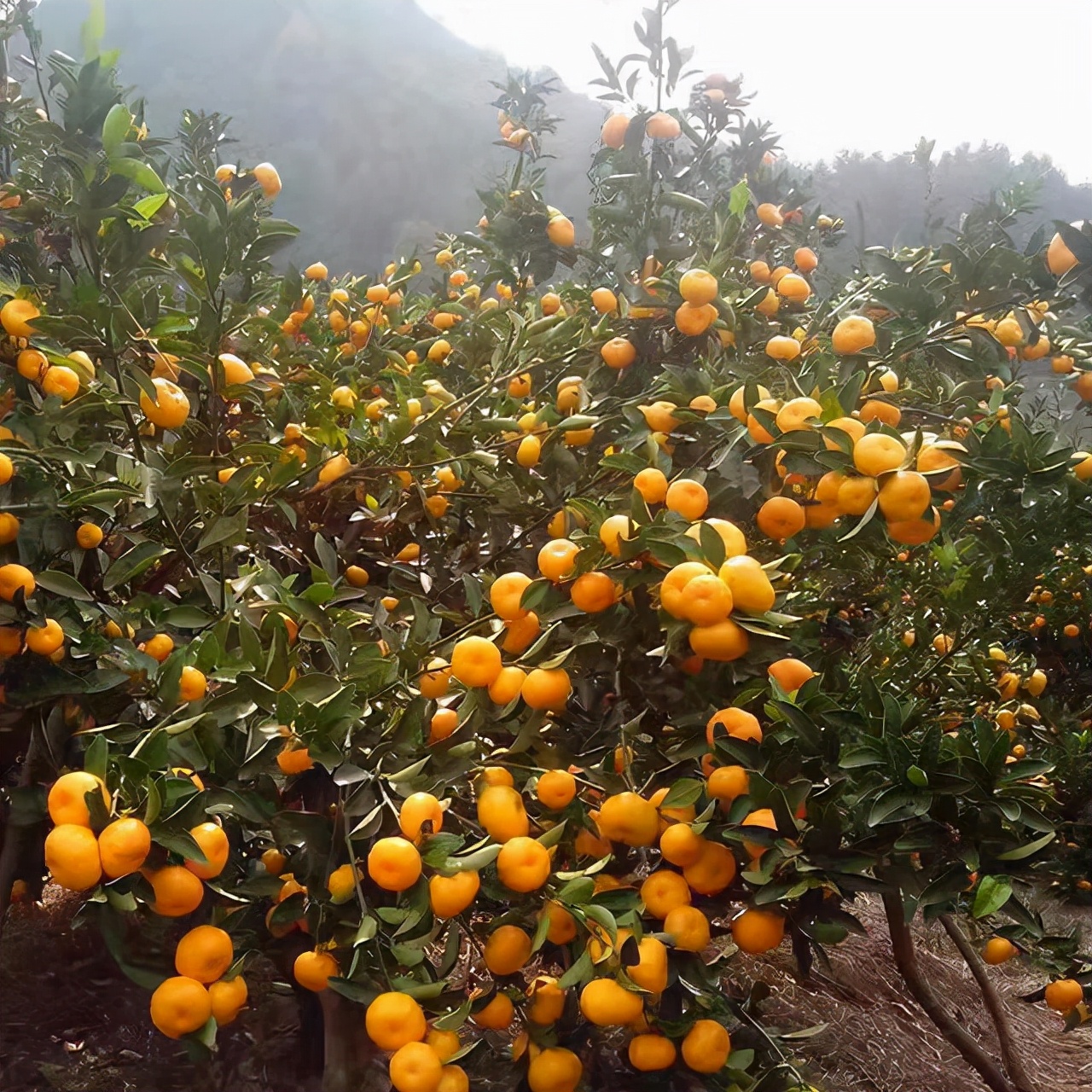 蜜桔为什么这么便宜,蜜桔为什么这么好