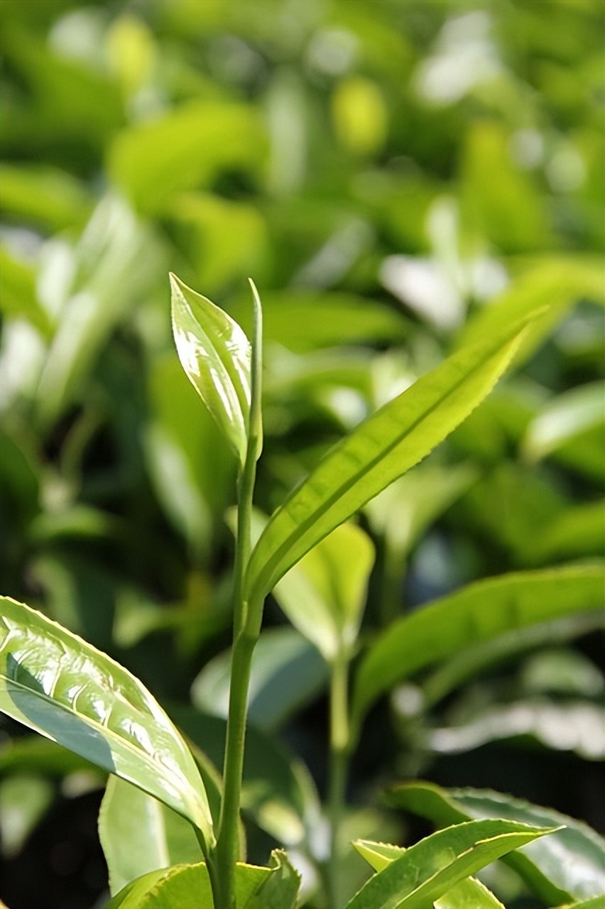 海南的茶叶和咖啡,海南的茶叫什么