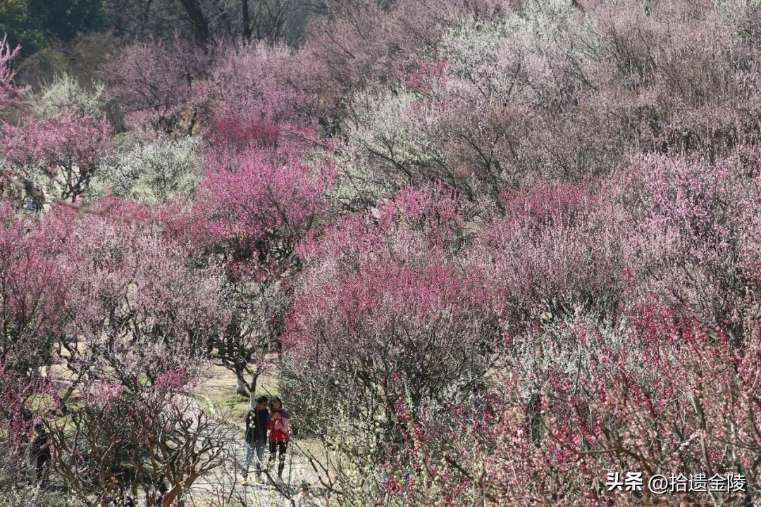 南京看梅花的地方,南京梅花里房价