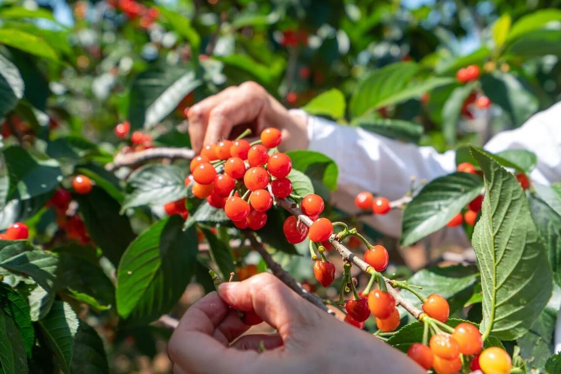 夏季吃什么轻松过夏,夏季最好的就是能吃到应季水果