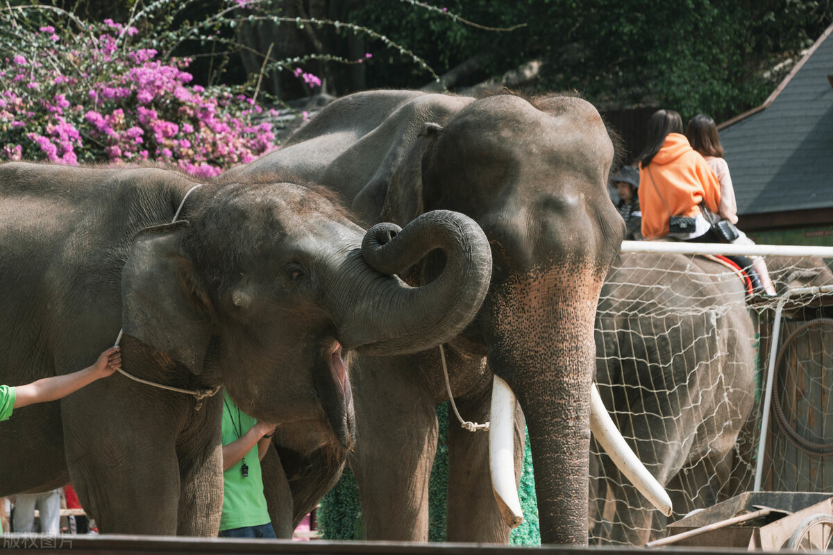 西双版纳避寒避暑的雨林仙境,西双版纳避寒过冬优缺点