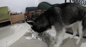 二傻子哈士奇怎么养,双血统哈士奇好养吗