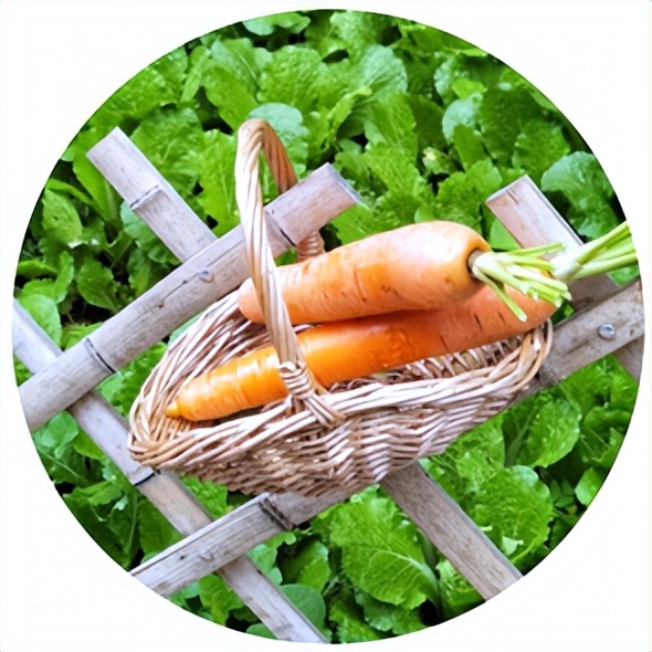 夏季什么排骨汤养胃,养胃食谱夏季家常菜谱