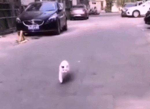 两只猫打架引众猫围观,两只猫打架一只翻肚皮