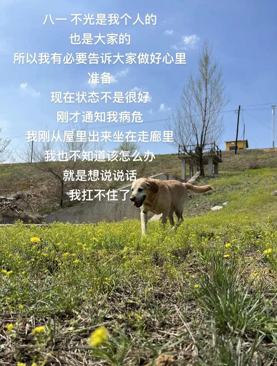 盘点六只已经死的网红狗,这些年有哪些网红狗不幸去世了