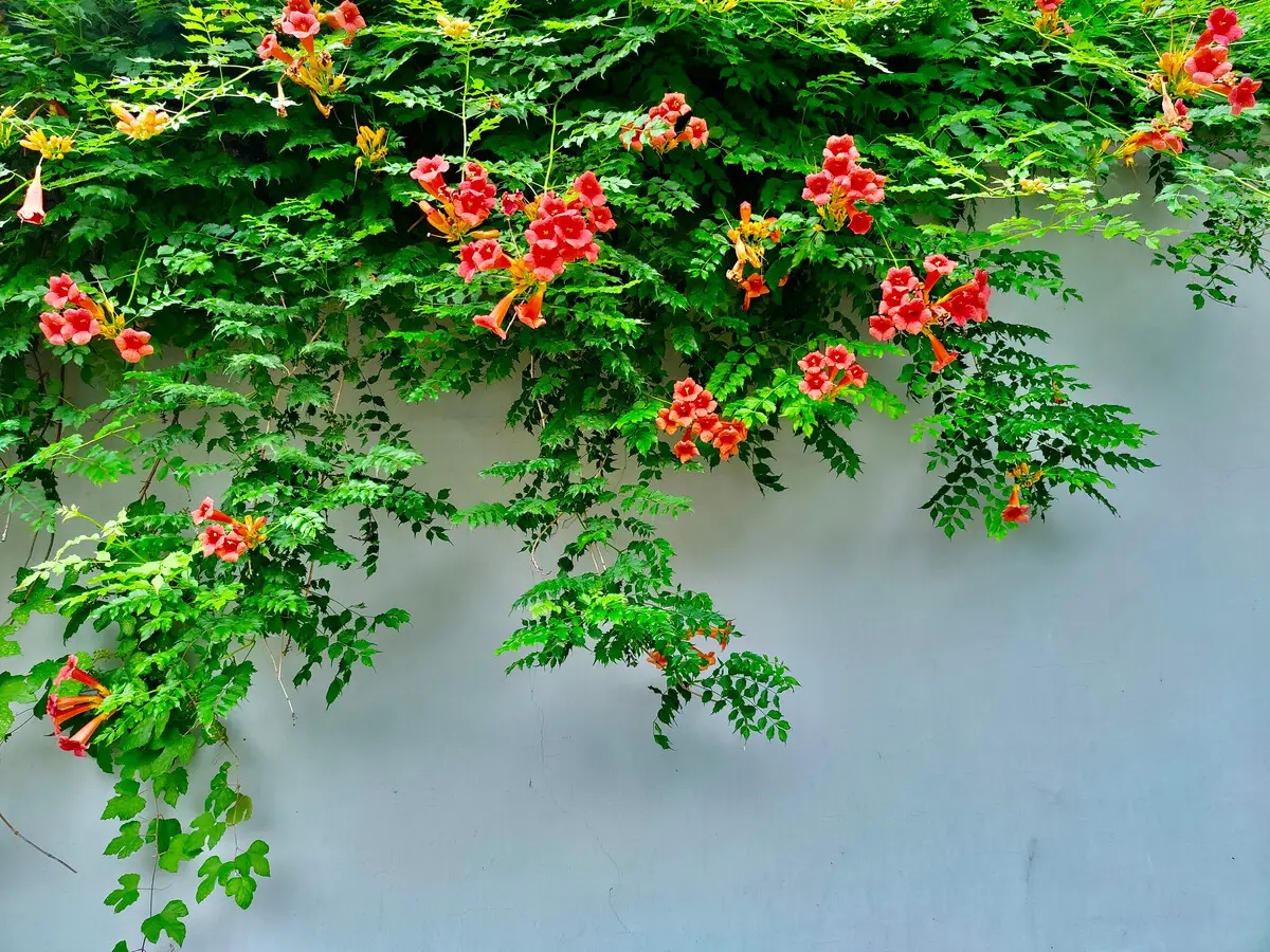 4种天气愈热生长愈快的花草，地栽种植很容易泛滥，种植要谨慎