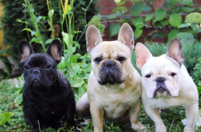 宠物犬种类大全贵宾犬,什么犬种最聪明又好训贵宾犬