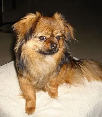 狗有哪些犬种,中国狗犬种排名