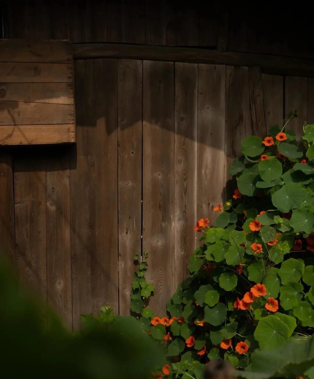 裁红点翠指的生肖,成语裁红点翠