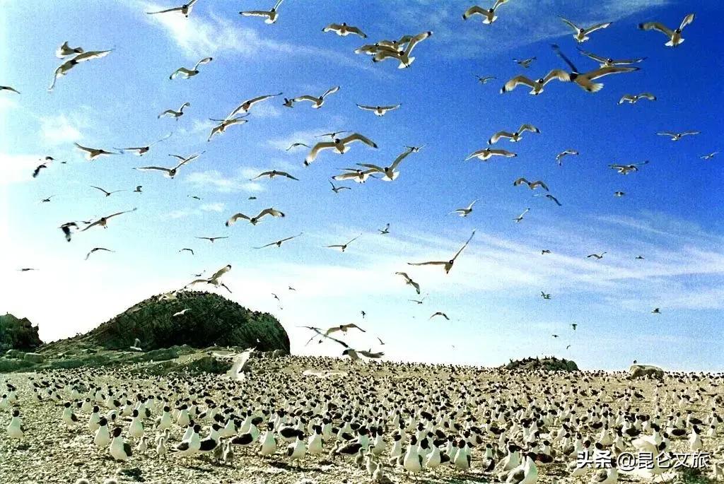 大美青海生态旅游推荐,大美青海美景短视频