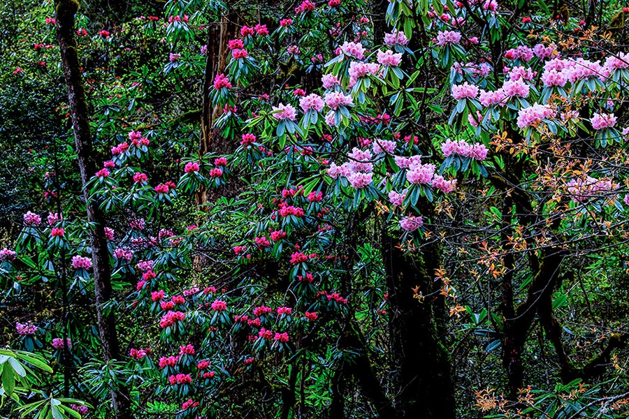 宝兴高山杜鹃,大别山杜鹃科普园