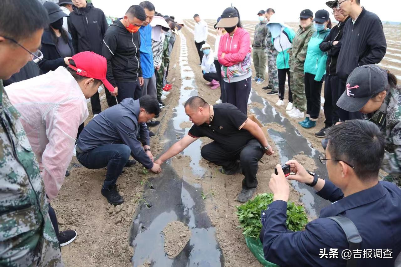 种植辣椒助推乡村振兴,种植辣椒上农业保险
