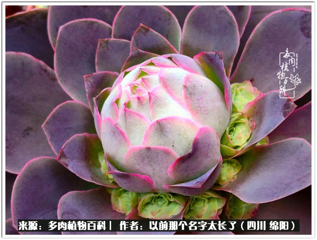 夏天山地玫瑰,小清新山地玫瑰