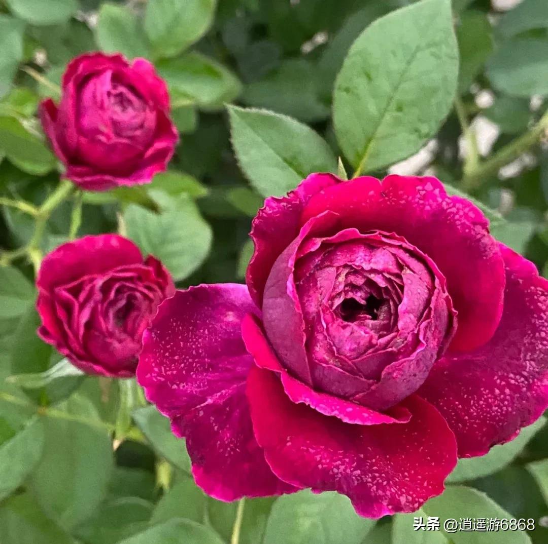 月季花美图,皇宫月季花花苞不密集