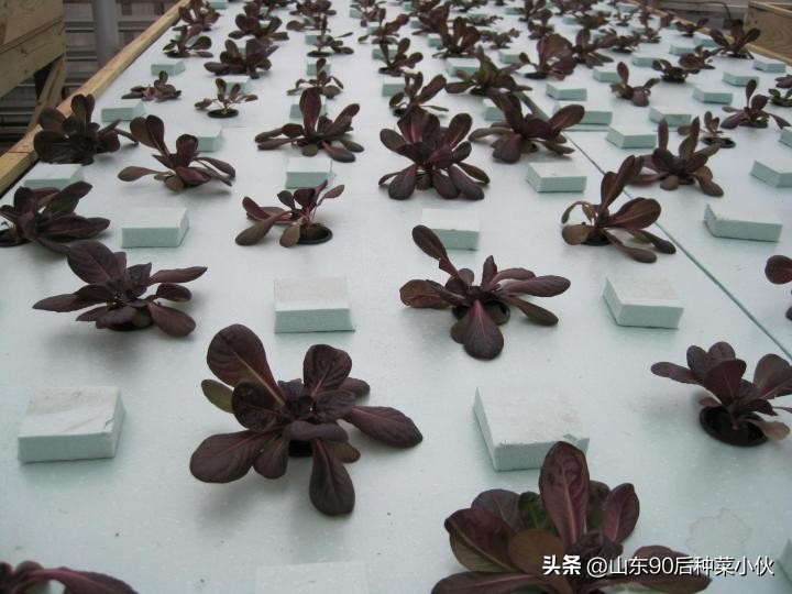 水培植物怎么做到和土培一样好,水培的植物怎么转为土培