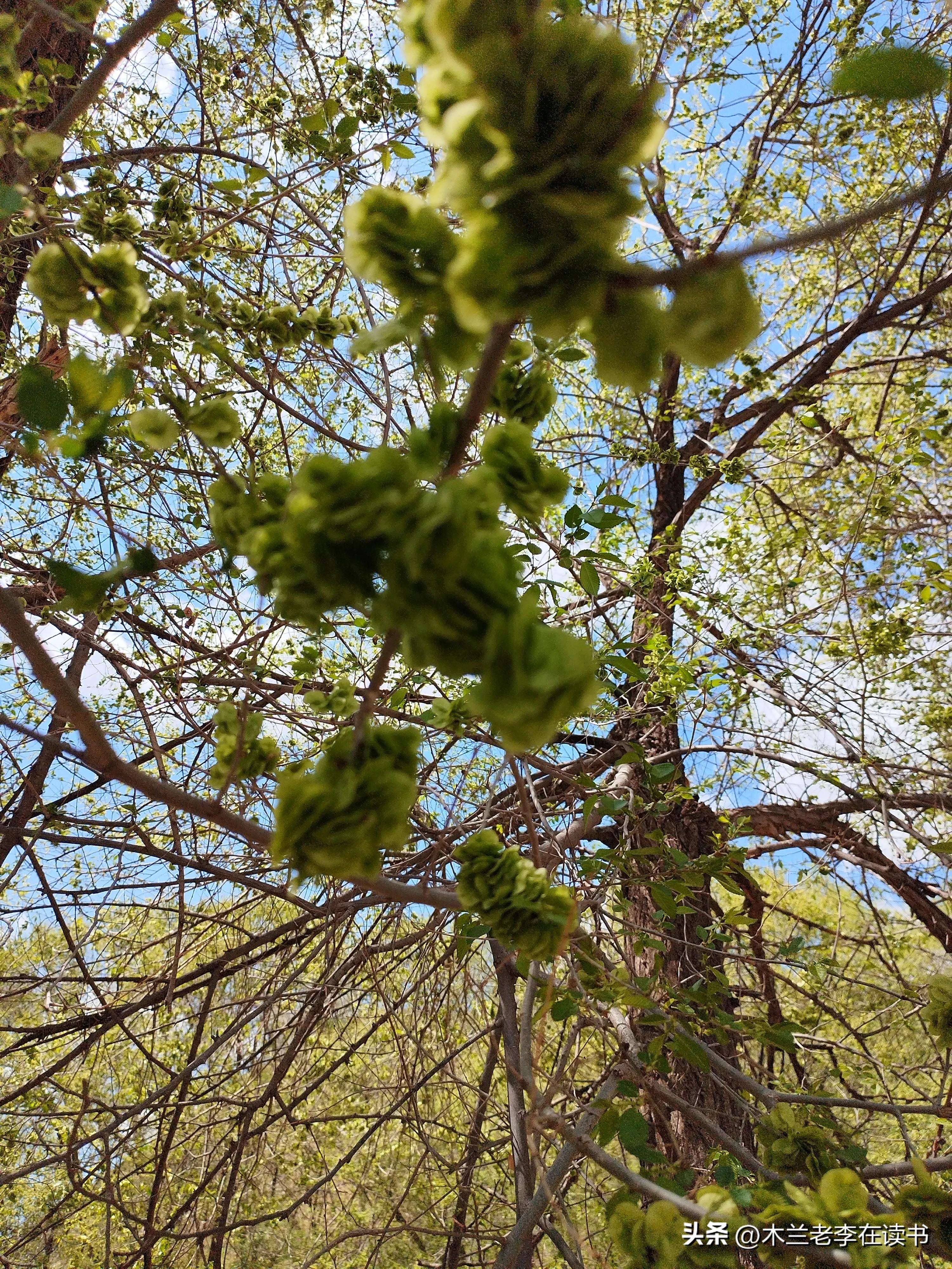 品味苏轼心境,品读苏轼的诗词