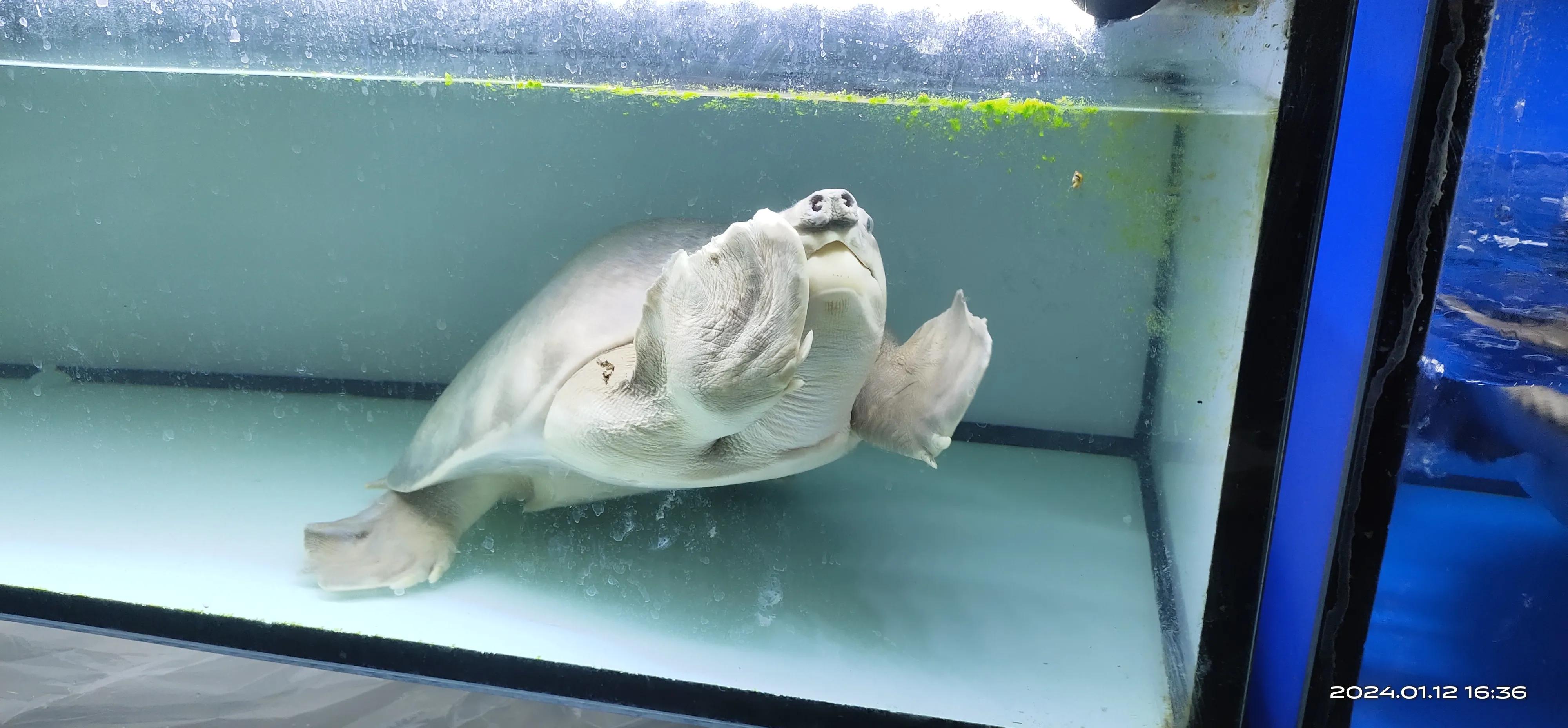 猪鼻龟和龙鱼一起养怎么喂食,猪鼻龟混养什么小鱼最好