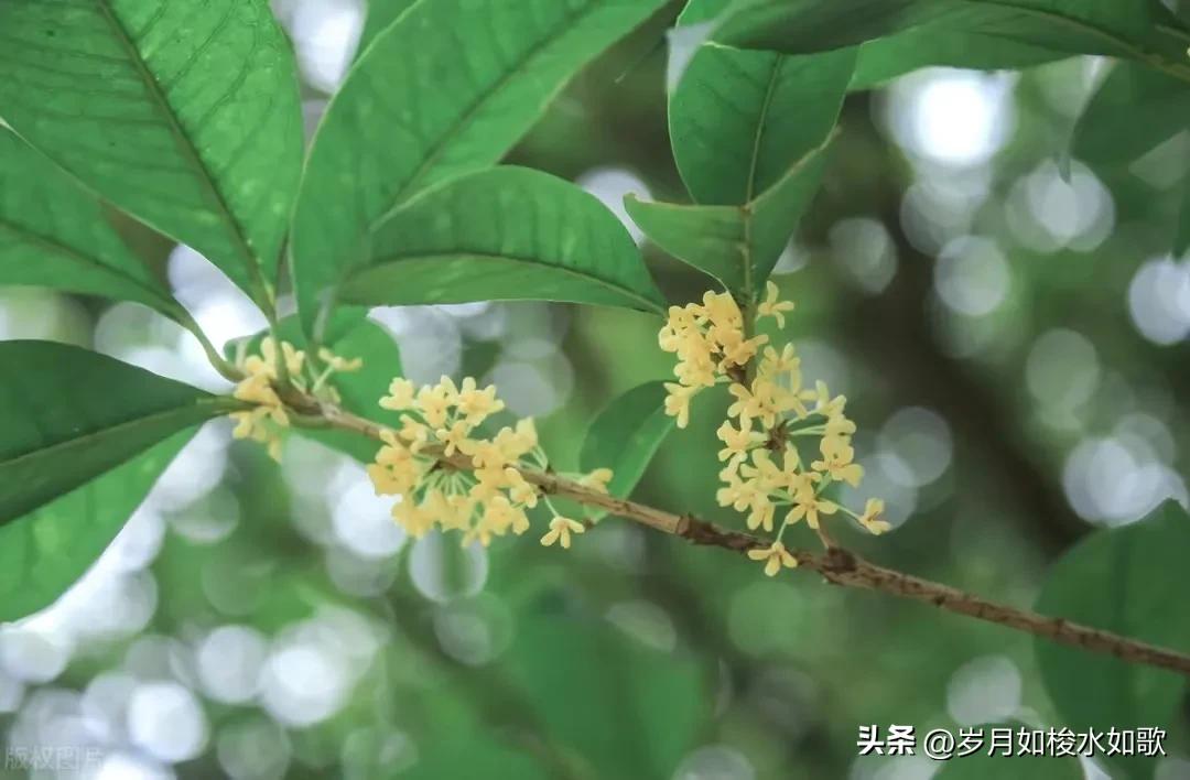 时间的小溪,时间的河流轻音乐