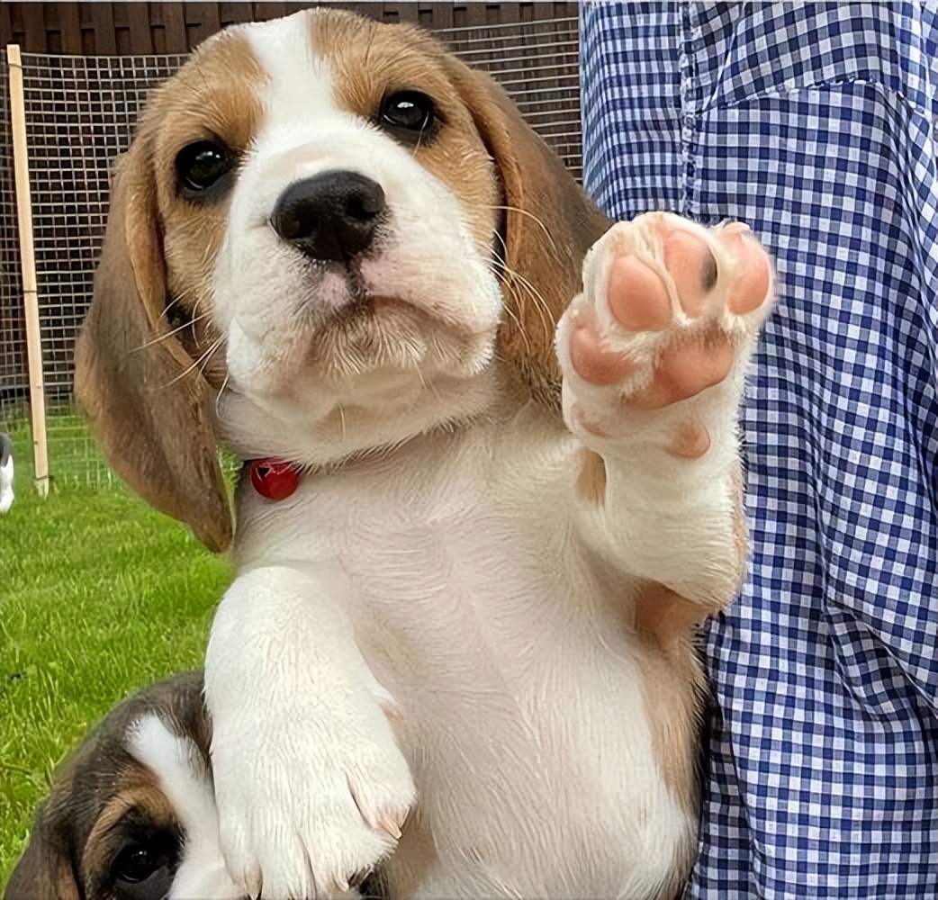 这么好的狗狗请一定要善待它,狗狗的灵性有哪些表现