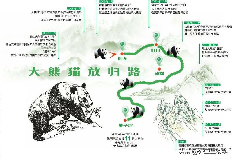 野生小熊猫的生活视频,大熊猫竹林真实图片