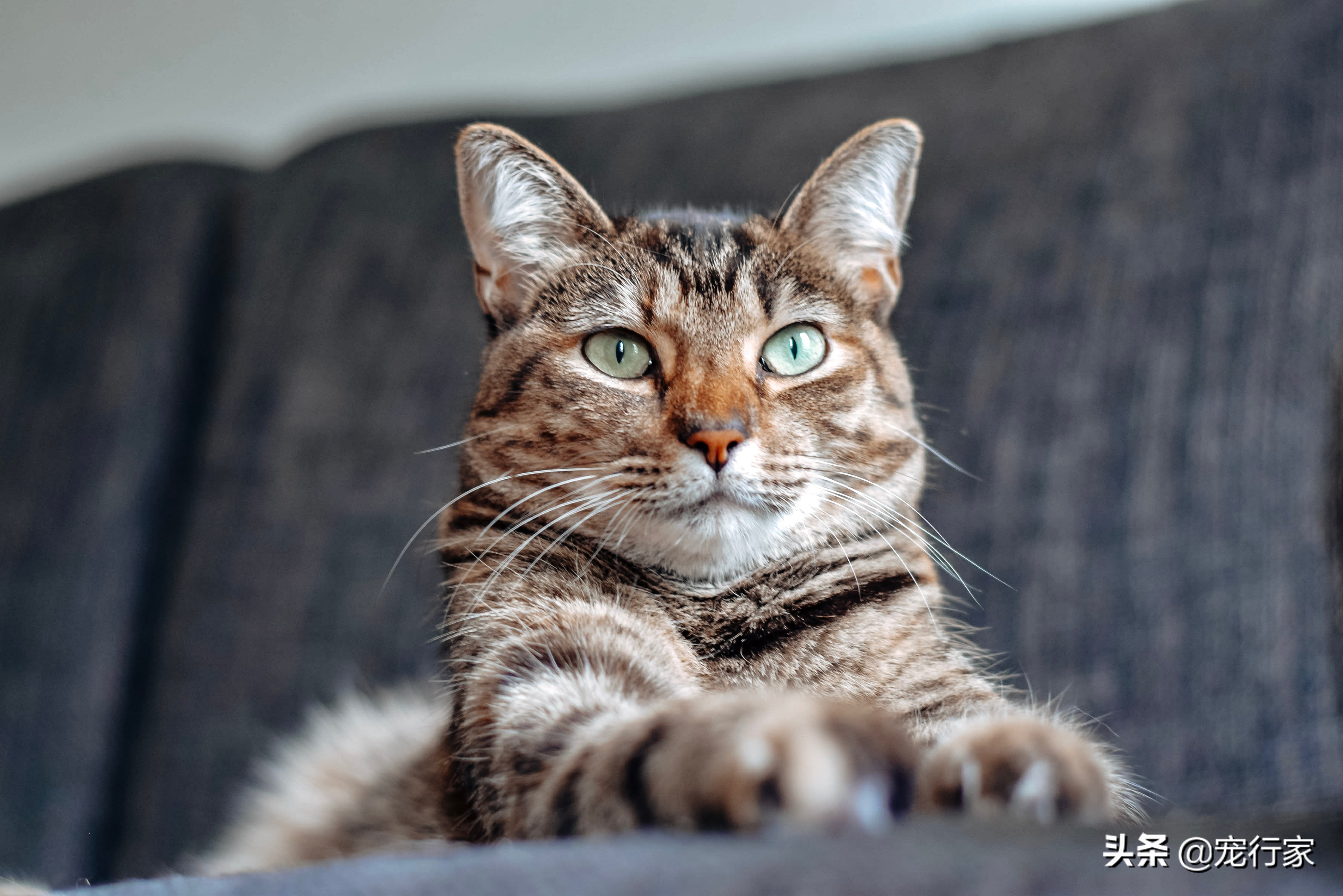 猫咪尿闭脱水补水的最佳方法,猫咪渴久会怎么样