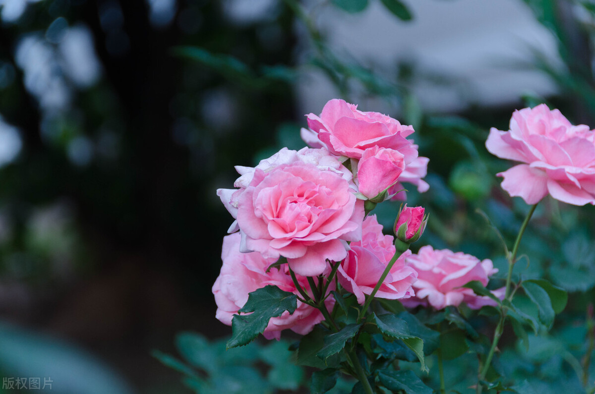 寓意多财好运的花,寓意兴旺发财财源茂盛的花