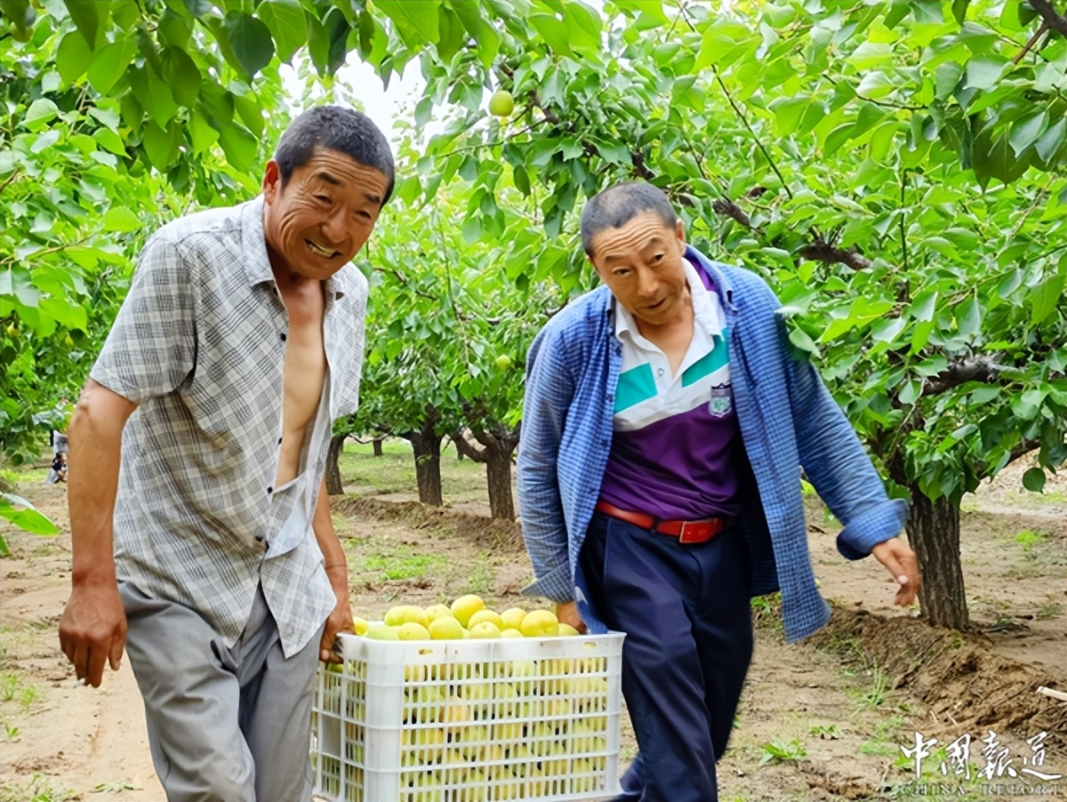山西阳高：致富路上“杏好”有你