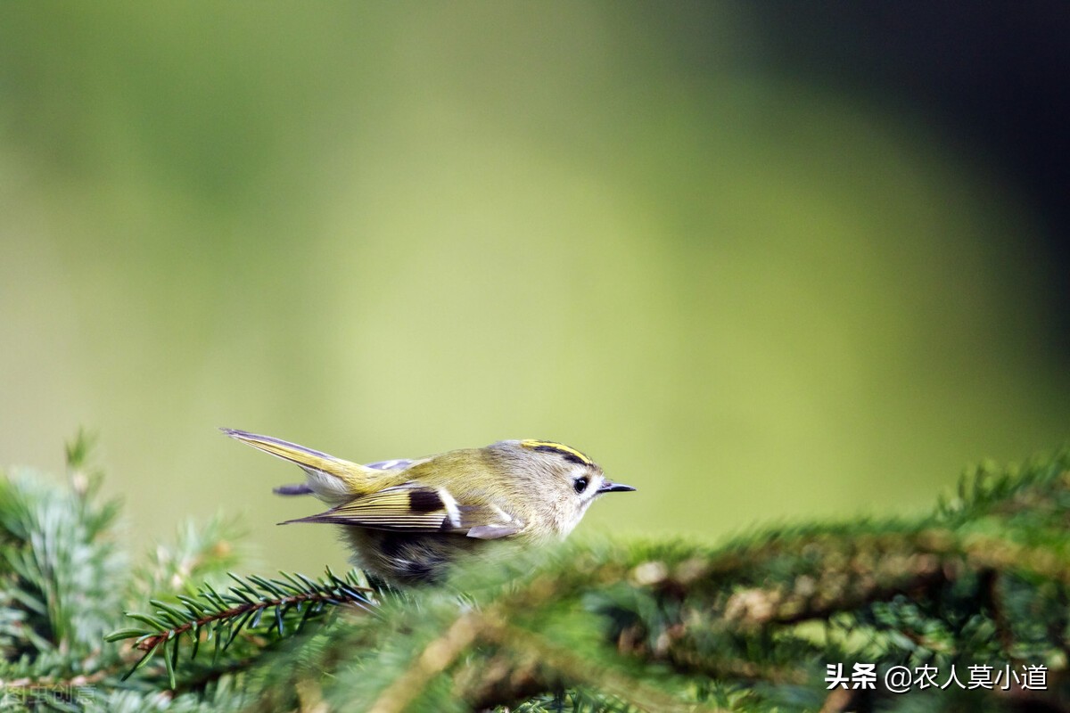 新手搞养殖是养羊还是养牛,养羊和养牛哪个更适合年轻创业