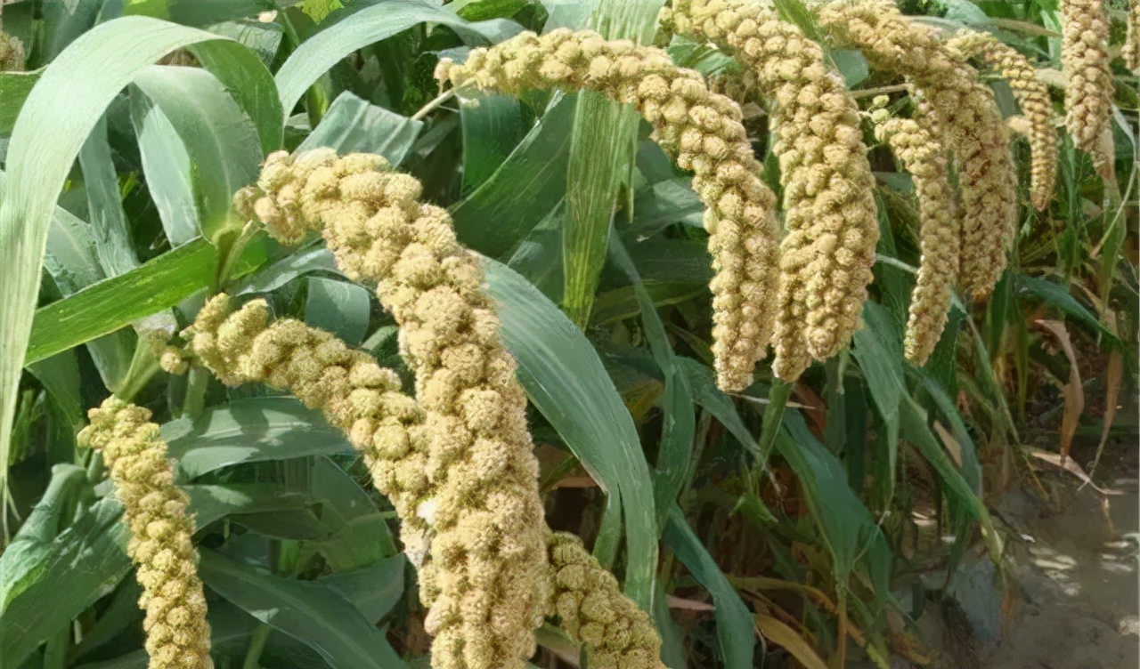 农业种植技术水稻,旱地谷子种植技术规范