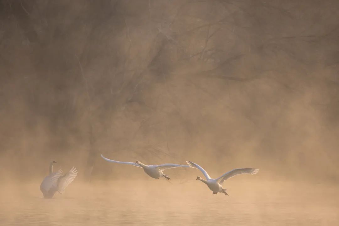 eosr6markii怎么拍照,eosr6markii追焦拍摄