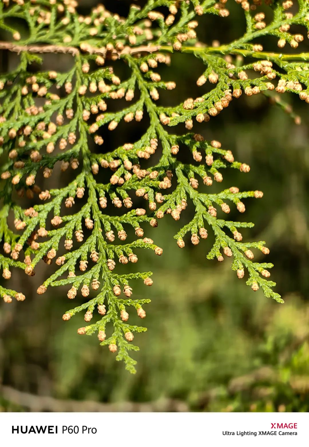 华为p60pro拍照样张原图,华为p60pro拍摄照片样张