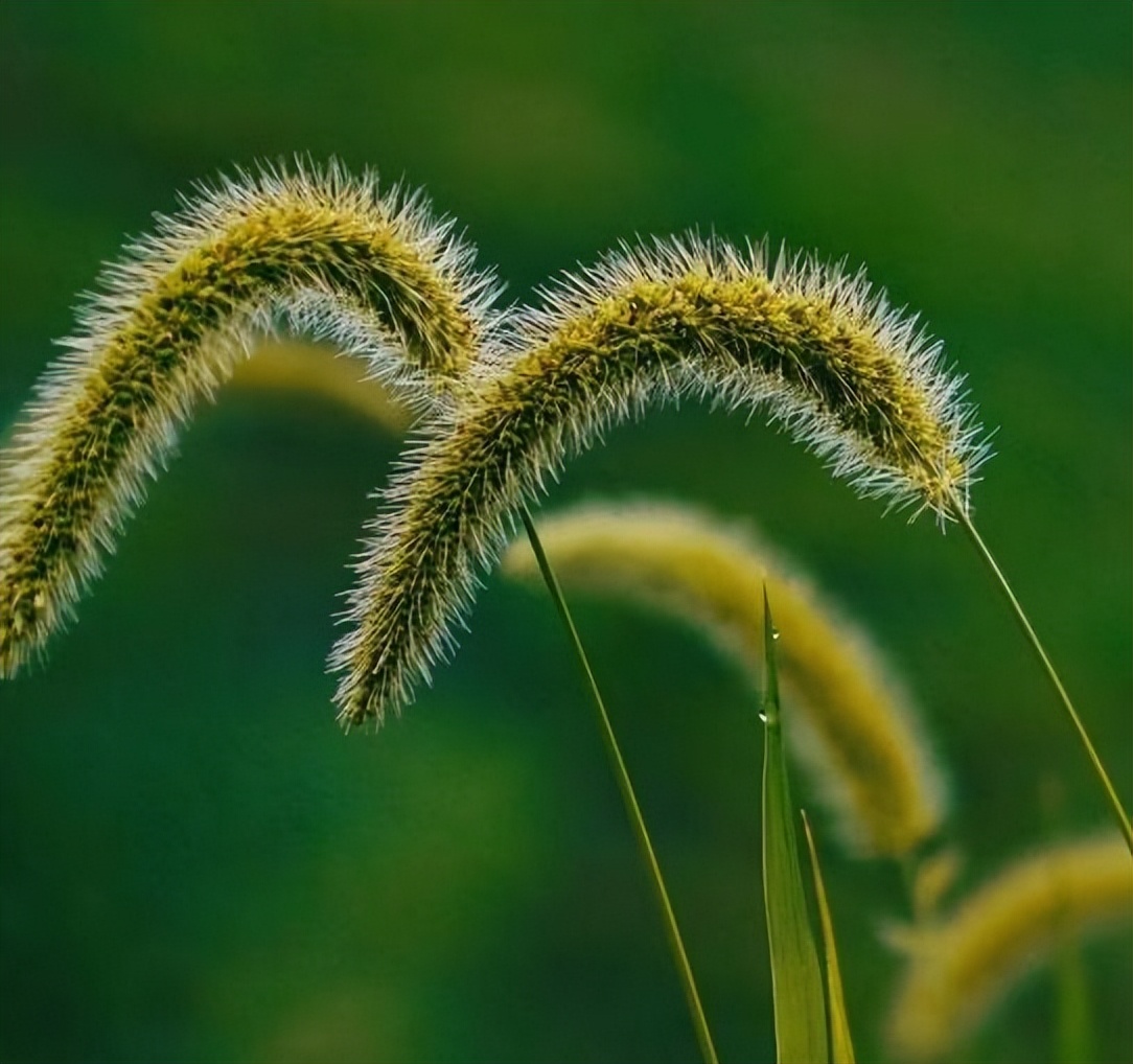 狗尾巴草哪部分可煮水喝,狗尾巴草煮水喝的功效及传说